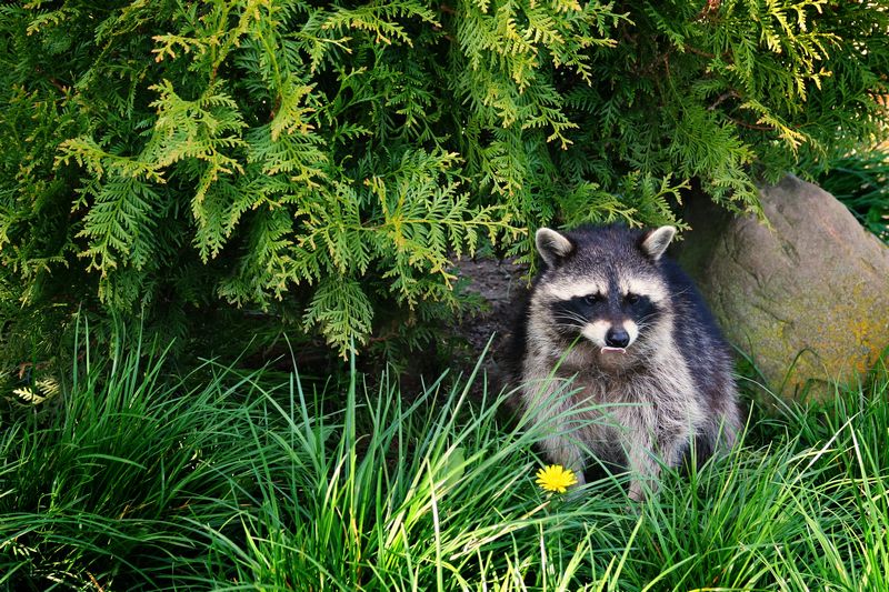 Rage du raton laveur : vigilance en Estrie